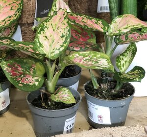 Aglaonema 'Red Zirkon'