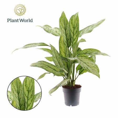 Aglaonema 'Silver Queen'