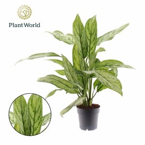 Aglaonema 'Silver Queen'