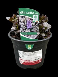 Ajuga 'Black Scallop'