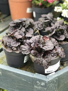 Ajuga reptans 'Black Scallop'