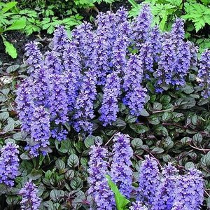 AJUGA reptans Braun Herz