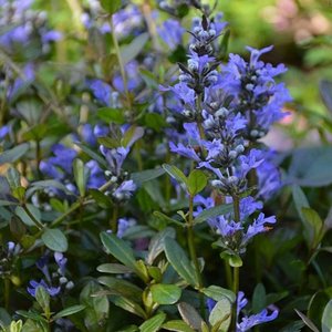 AJUGA reptans Chocolate Chip