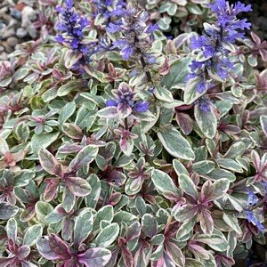 AJUGA reptans Princess Nadia