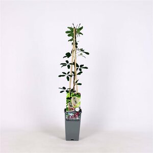Akebia quinata 3 canes