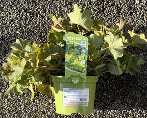 Alchemilla mollis 'Thriller'