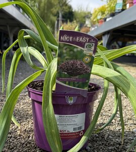 Allium atropurpureum