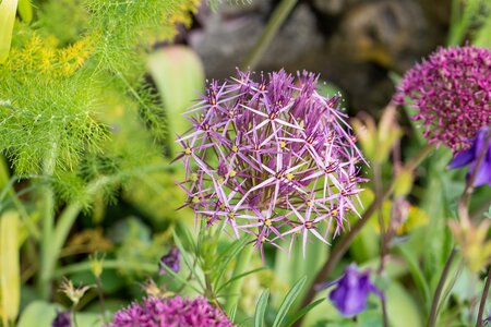Allium atropurpureum
