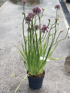 ALLIUM 'Avatar'