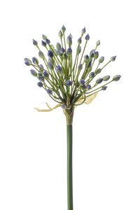 Allium buds spray 70cm blue