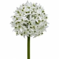 Allium bundle x 6