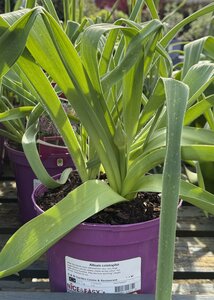 Allium cristophii