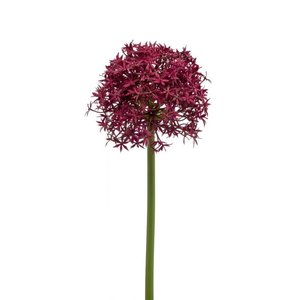 Allium giant stem wine red 80cm