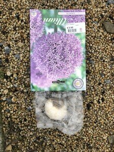 Allium 'Gladiator'