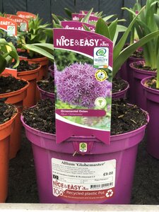 Allium 'Globemaster' - image 2