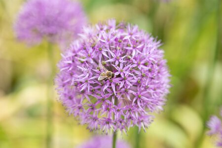 Allium 'Globemaster'