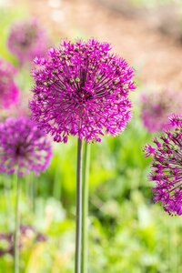 Allium holl. 'Purple Sensation'