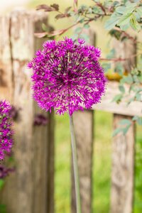 Allium 'Magic'