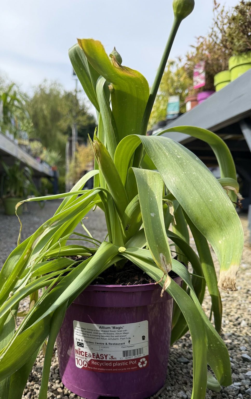 Allium 'Magic' - D and M Garden Centre