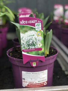 Allium 'Mount Everest'