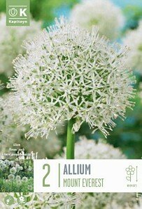 ALLIUM MOUNT EVEREST