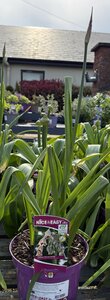 Allium nectaroscordum siculum