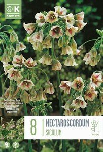 ALLIUM NECTAROSCORDUM SICULUM
