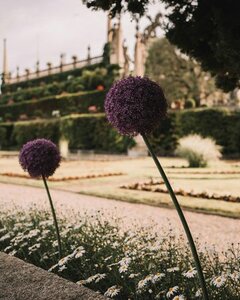ALLIUM PARTY BALLOONS