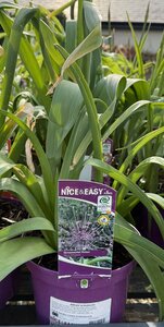 Allium schubertii