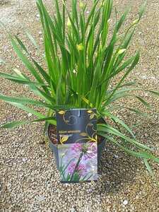 Allium senescens 'Millenium'