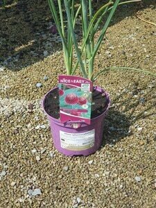 Allium sphaerocephalon