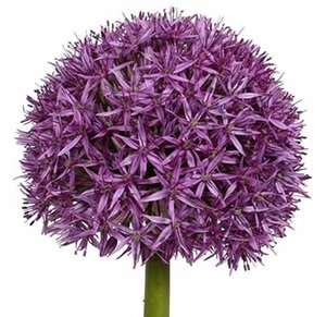 Allium spray 70cm lt purple