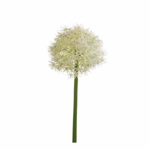 Allium stem 65cm white