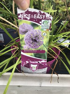 Allium 'Summer Beauty' ®