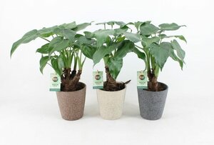 Alocasia cucullata