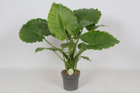 Alocasia gageana california