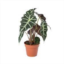 Alocasia polly