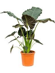 Alocasia regal shields