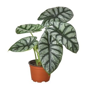 Alocasia silver dragon mini