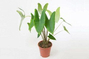 Alocasia tiger (zebrina)