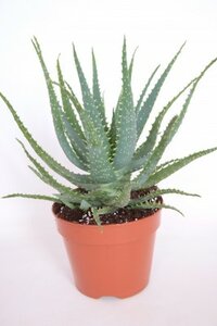 Aloe arborescens