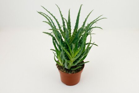 Aloe arborescens