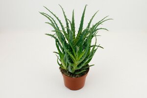 Aloe arborescens