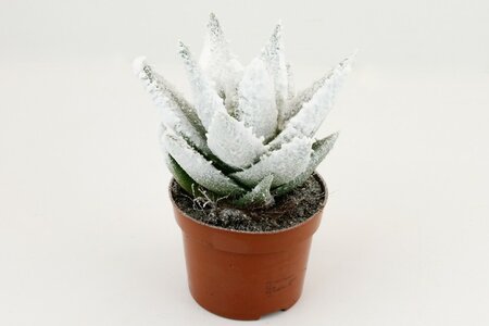 Aloe Frosty