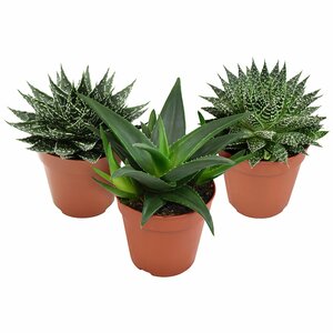 Aloe - Haworthia mix P12