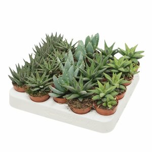 Aloe - Haworthia mix