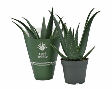 Aloe Medivera® Equator P14 + potcover