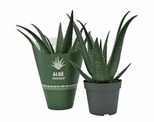 Aloe Medivera® Equator P14 + potcover