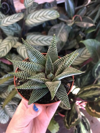 Aloe spider