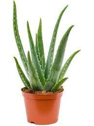 Aloe vera